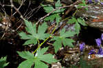 Southern blue monkshood <BR>Monkshood